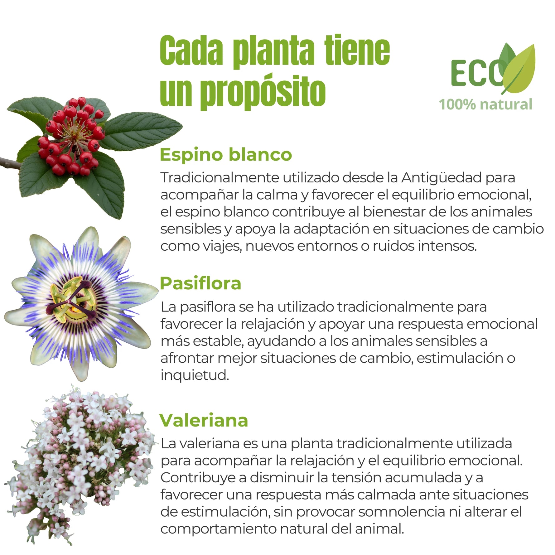 Plantas naturales utilizadas para favorecer la calma y el equilibrio emocional en perros y gatos: espino blanco, pasiflora y valeriana