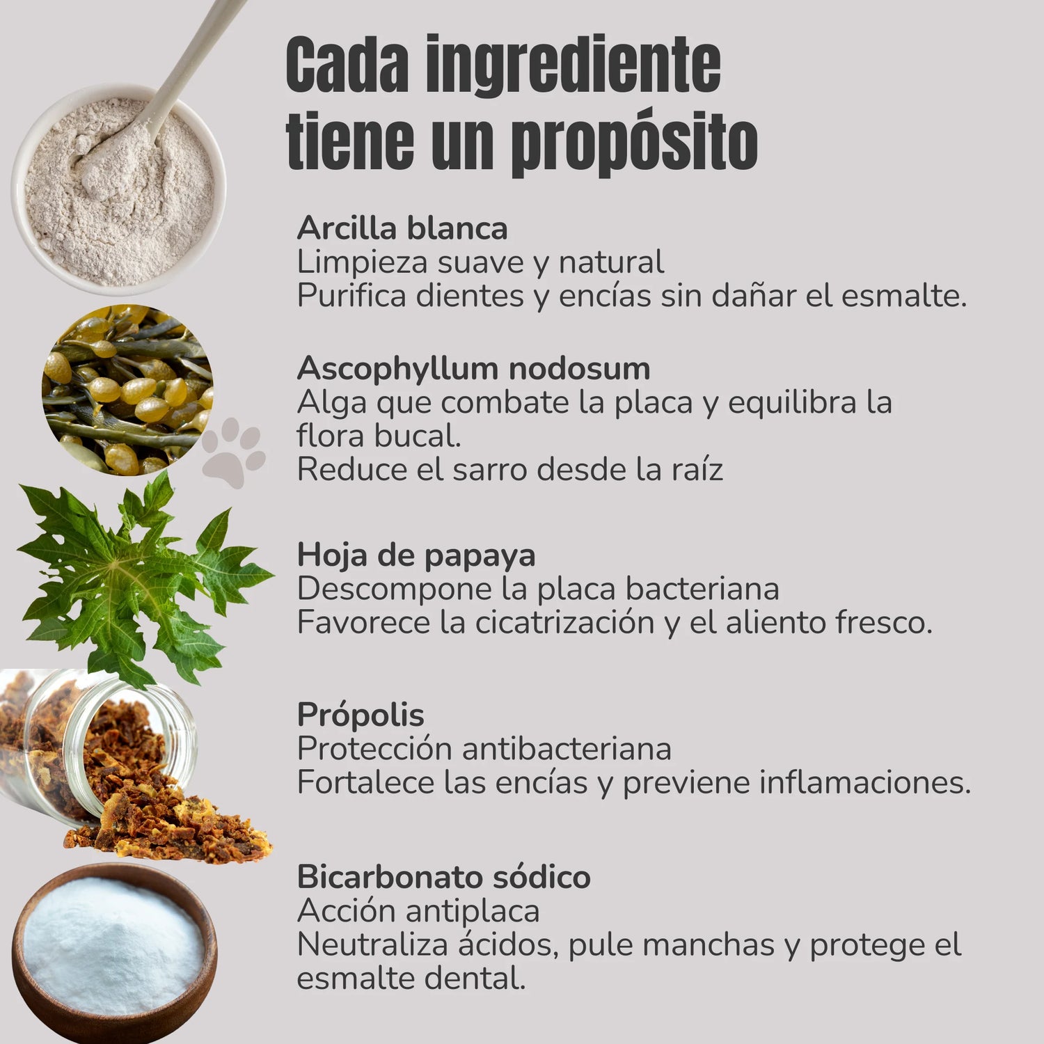 Ingredientes del Polvo Dental natural para perros y gatos de ANTON Loyal Companions: arcilla blanca, ascophyllum nodosum, hoja de papaya, propóleo y bicarbonato sódico, con sus beneficios explicados.