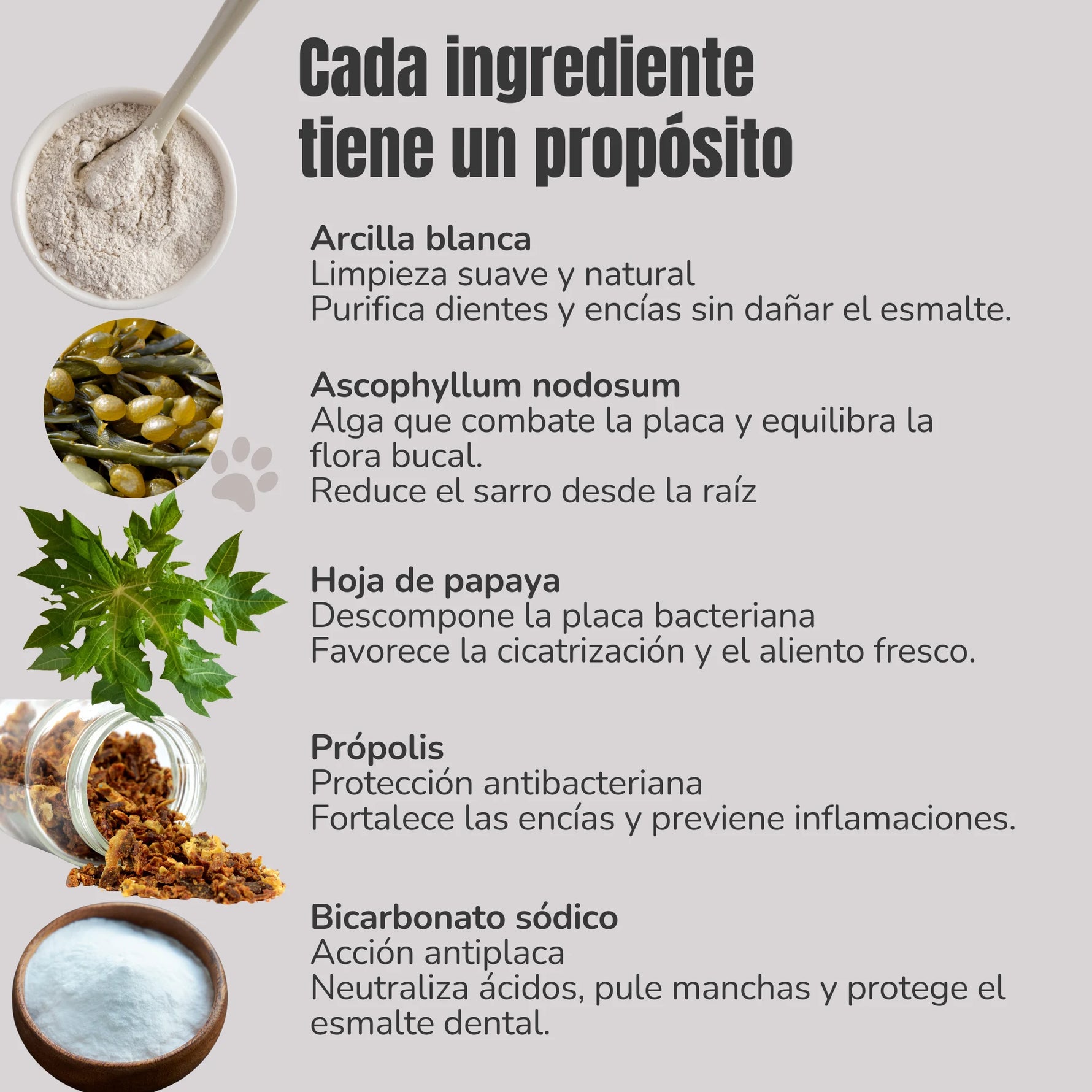 Ingredientes del Polvo Dental natural para perros y gatos de ANTON Loyal Companions: arcilla blanca, ascophyllum nodosum, hoja de papaya, propóleo y bicarbonato sódico, con sus beneficios explicados.