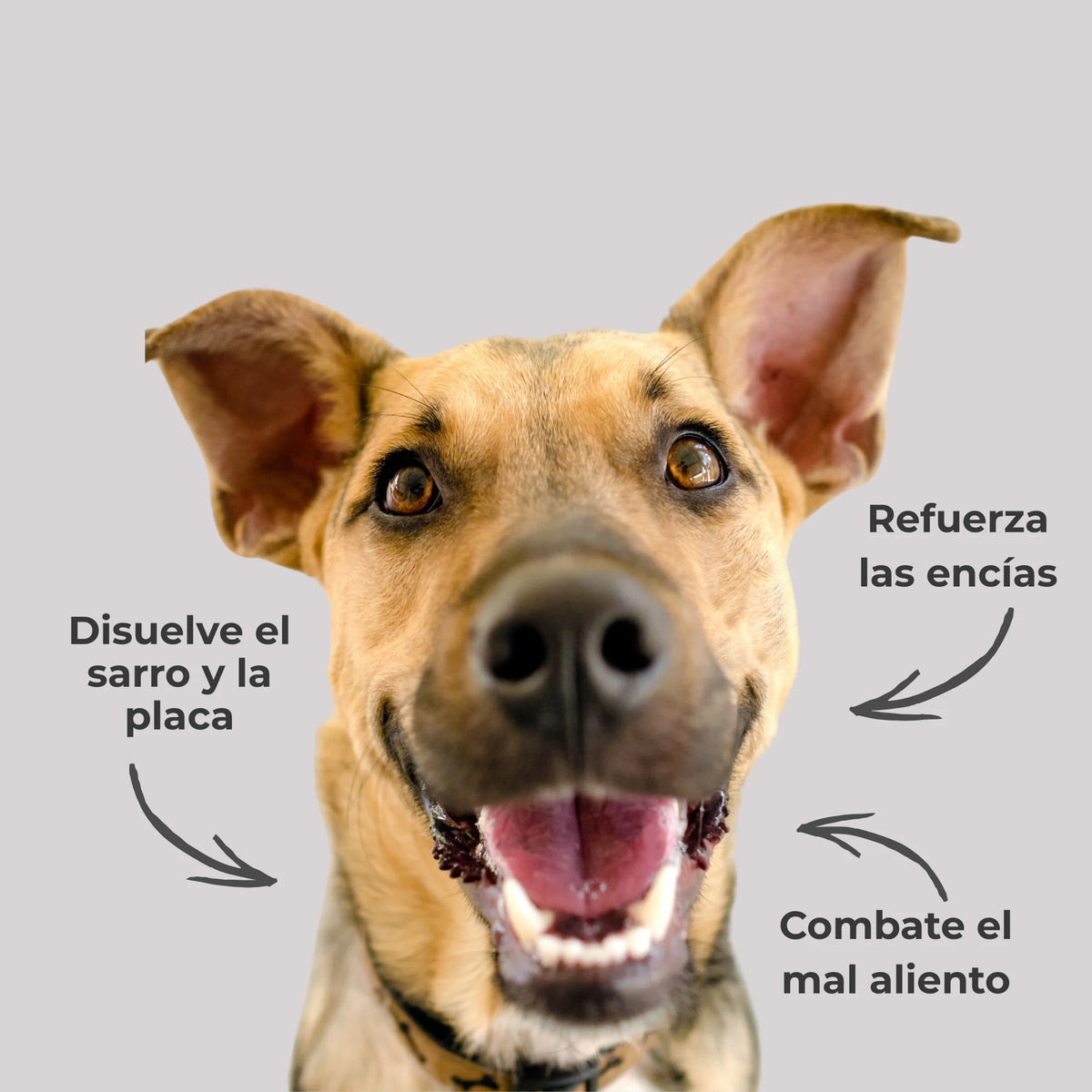 Perro mostrando los dientes con flechas explicativas sobre los efectos del Polvo Dental de ANTON Loyal Companions: disuelve el sarro y la placa, refuerza las encías y combate el mal aliento.