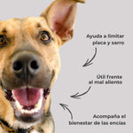 Perro mostrando los beneficios del polvo dental natural ANTON para perros y gatos. Ayuda a limitar placa y sarro, es útil frente al mal aliento y acompaña el bienestar de las encías.