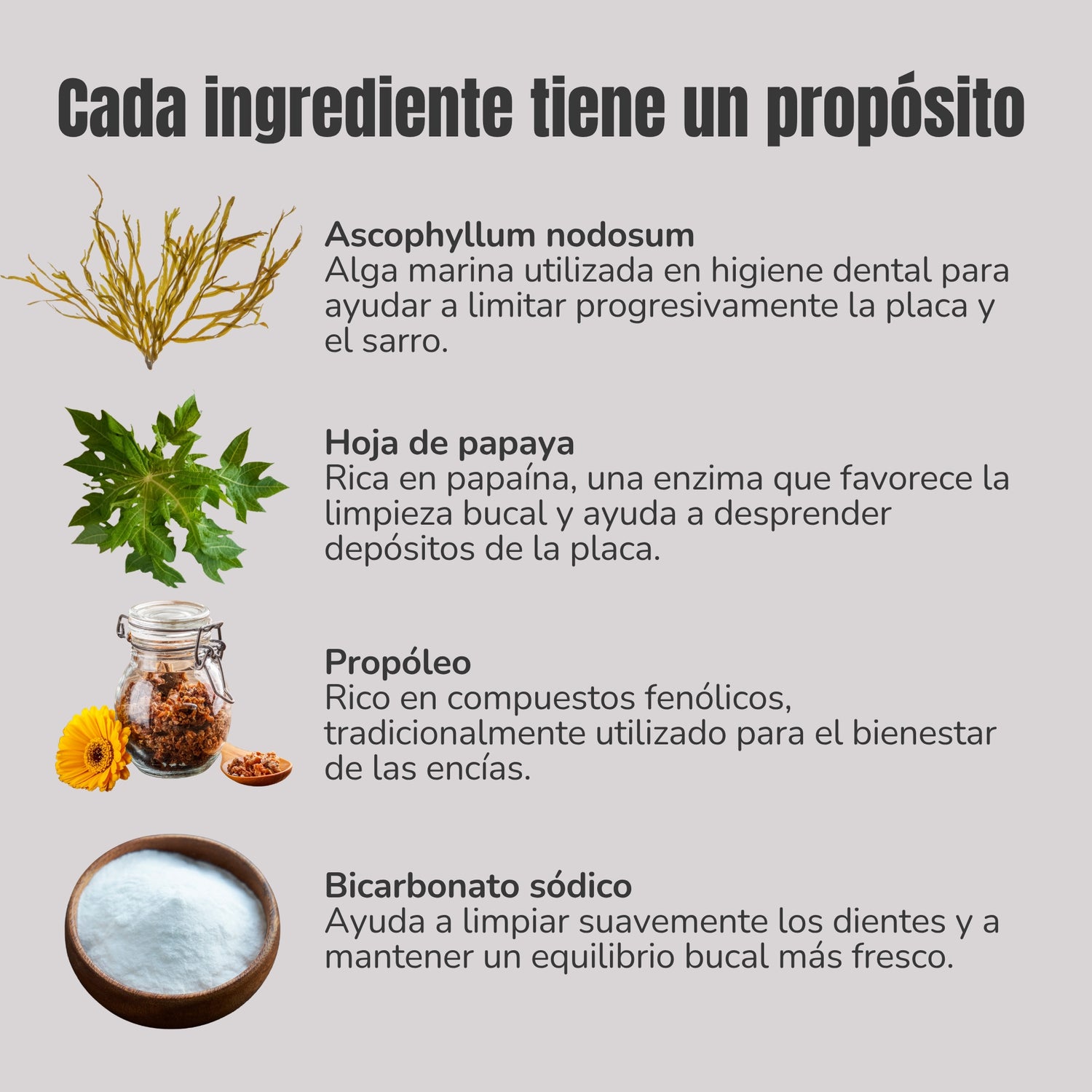 Ingredientes del polvo dental natural para perros y gatos ANTON: Ascophyllum nodosum, hoja de papaya, propóleo y bicarbonato sódico, utilizados para acompañar la higiene bucal y el bienestar de las encías.
