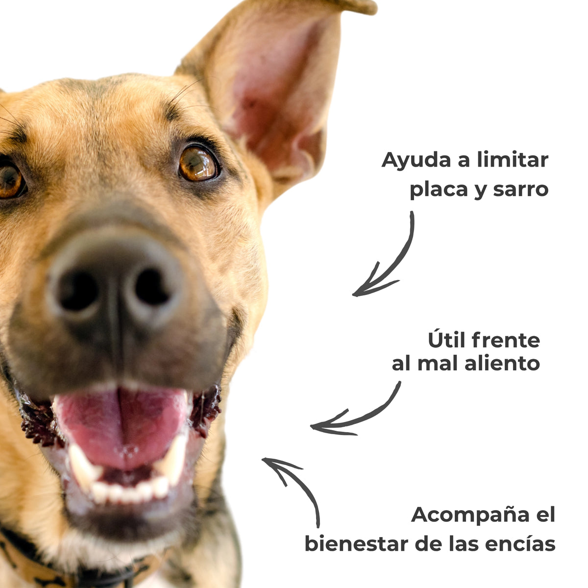 Infografía de un perro con la boca abierta que presenta los beneficios del Polvo Dental ANTON: ayuda a limitar la placa y el sarro, favorece el buen aliento y contribuye al bienestar de las encías.
