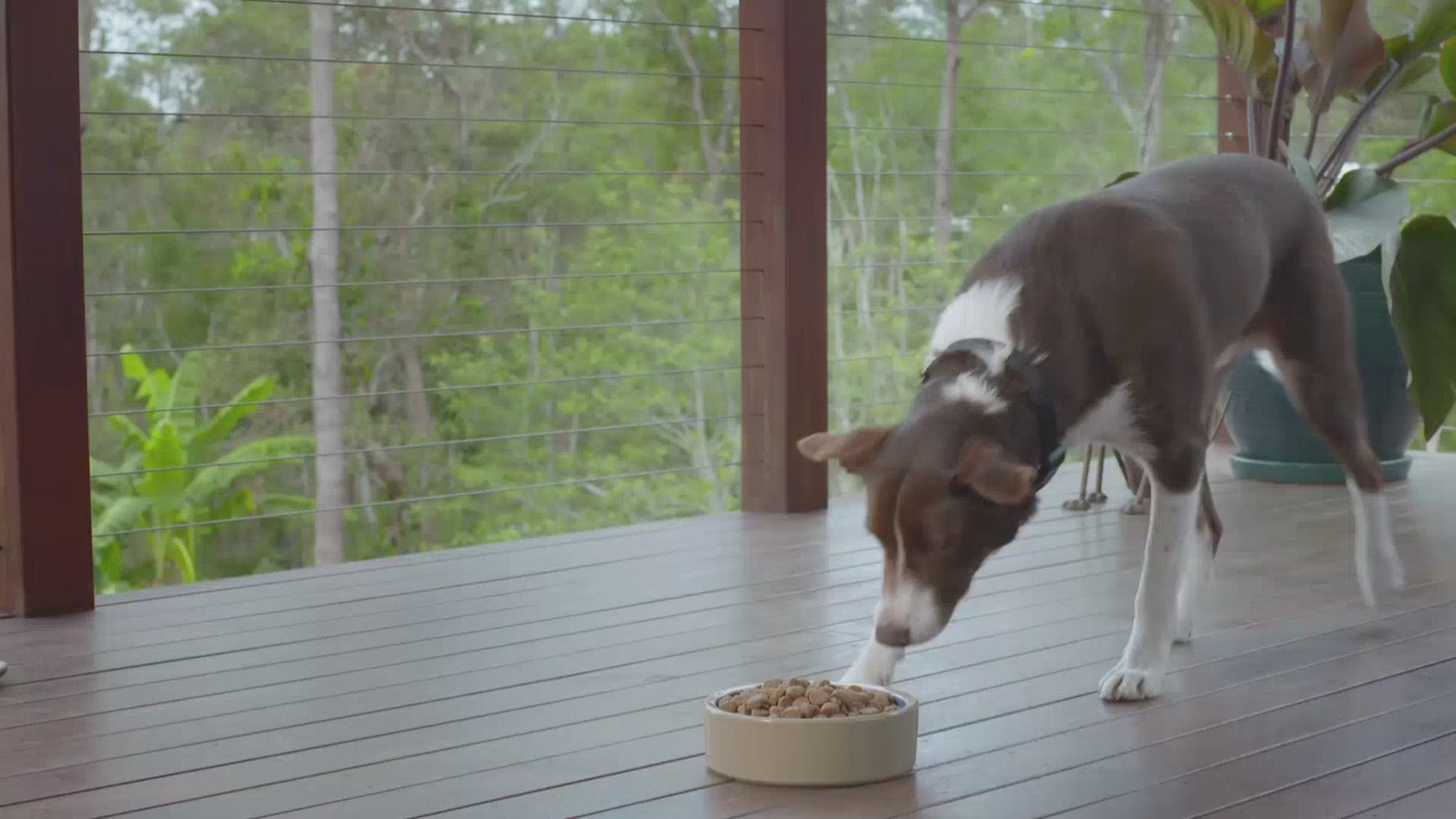 Perro y gato comiendo su alimento natural en un entorno tranquilo