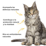 Infografía de un gato que presenta los beneficios del Propóleo ECO ANTON : apoyo a las defensas naturales, protección y vitalidad, y aporte de antioxidantes naturales.