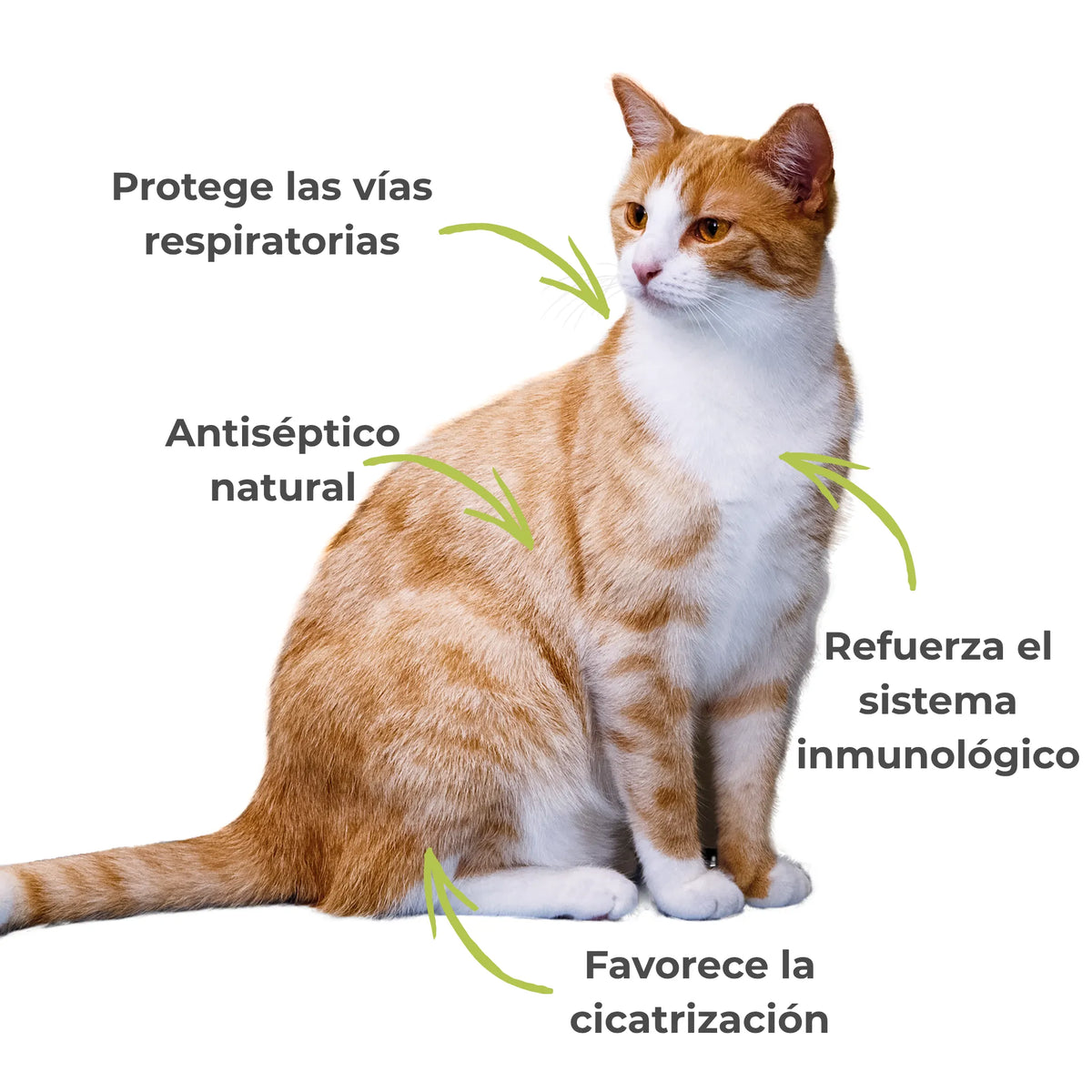 Gato mostrando los efectos del propóleo ecológico – defensas reforzadas, vías respiratorias protegidas y cicatrización natural.