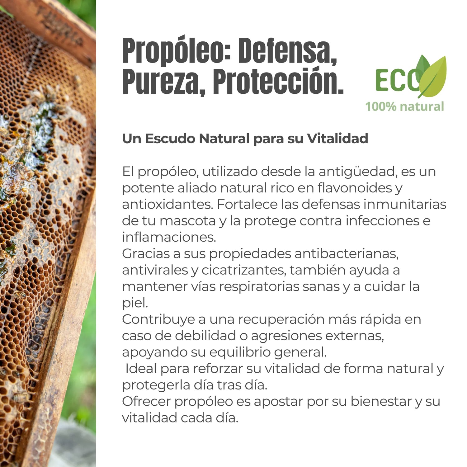 Beneficios del propoleo para perros y gatos - Defensa natural rica en flavonoides y antioxidantes, propiedades antivirales y cicatrizantes, ideal para piel y vias respiratorias