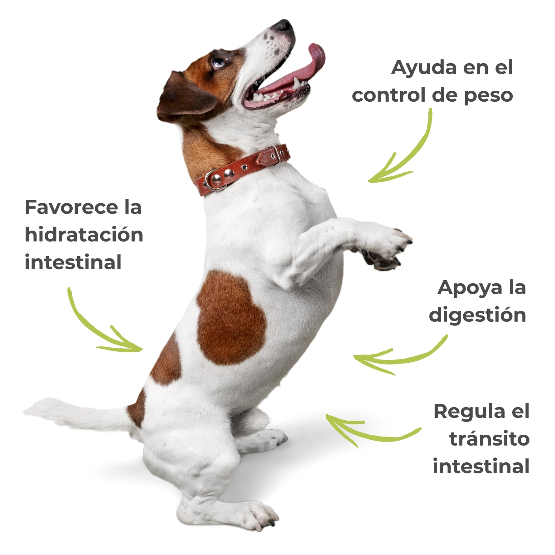 Beneficios del Psyllium rubio ECO para perros y gatos con apoyo a la digestión, regulación del tránsito intestinal, hidratación intestinal y ayuda en el control del peso – ANTON LC