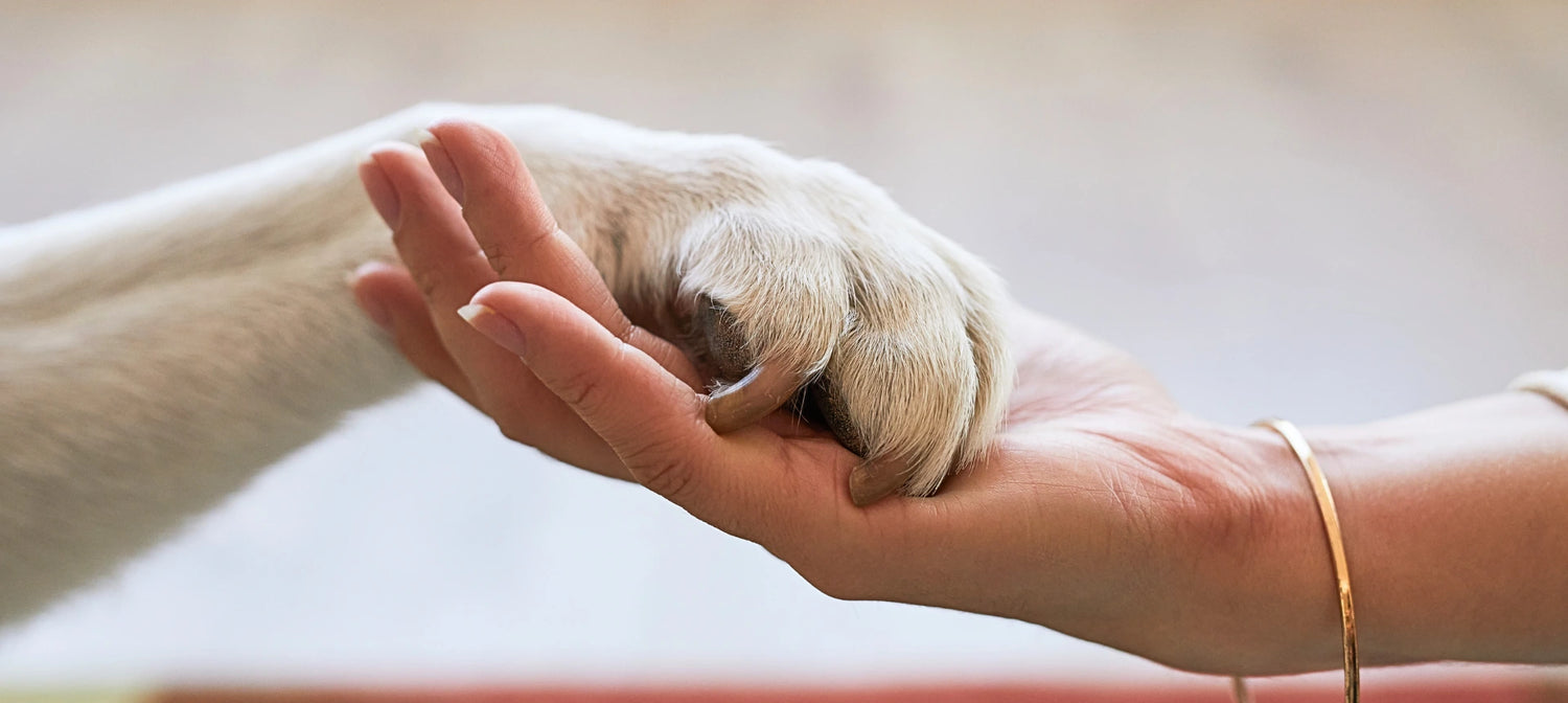 Mano humana sosteniendo la pata de un perro simbolizando confianza y colaboración profesional en el sector animal