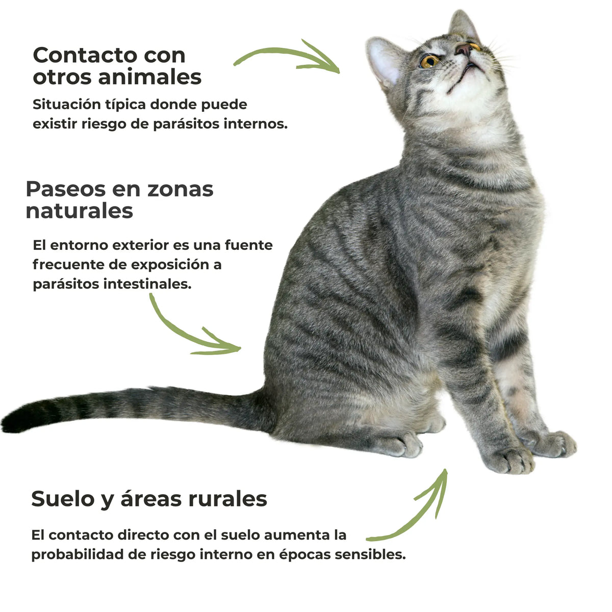 Situaciones de exposición a parásitos intestinales en gatos: contacto con otros animales, paseos y zonas rurales.