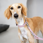 Perro saluki con collar y correa de cuero rosa AMICI
