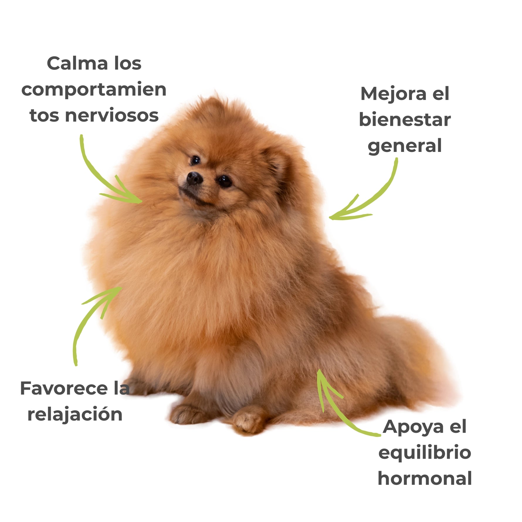 Ilustración de un perro acompañando los principales beneficios de Serenidad ECO ANTON LC para perros y gatos. Destaca su uso tradicional para favorecer la relajación, apoyar el equilibrio emocional y hormonal, acompañar comportamientos nerviosos y contribuir al bienestar general.