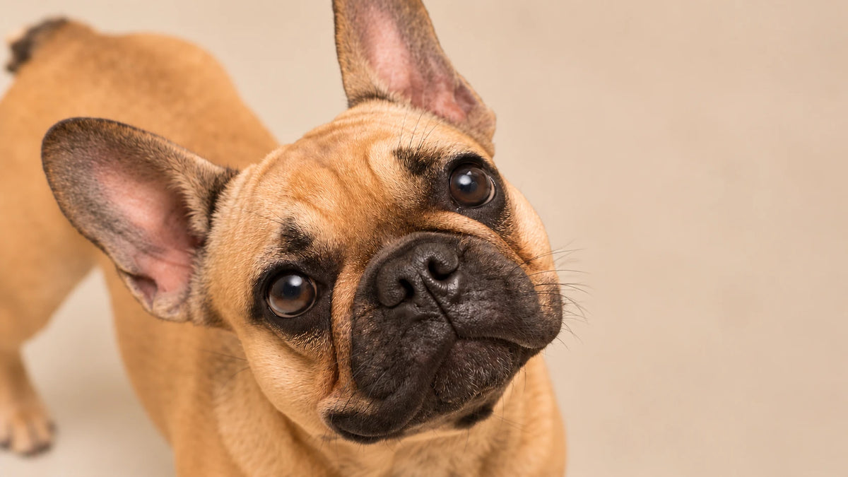 Bulldog francés de pelaje canela y hocico oscuro, con la cabeza inclinada y mirada curiosa, sobre un fondo beige suave.