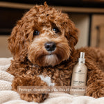 Perro de pelaje marrón rizado junto al spray desenredante y protector térmico Frenky Lewis de 150 ml, diseñado para facilitar el cepillado y cuidar el pelo.