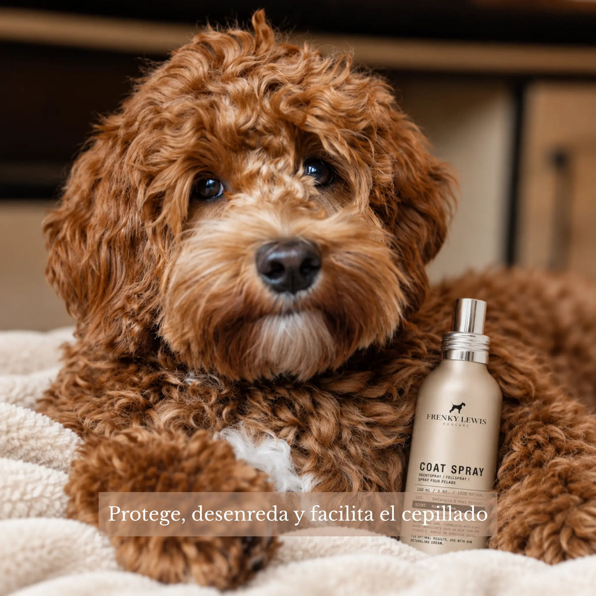 Perro de pelaje marrón rizado junto al spray desenredante y protector térmico Frenky Lewis de 150 ml, diseñado para facilitar el cepillado y cuidar el pelo.