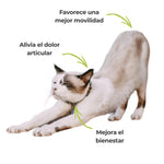 Efectos visibles del suplemento Harpagofito: alivia el dolor articular, mejora la movilidad y favorece el bienestar diario del gato de forma natural. | ANTON Loyal Companions