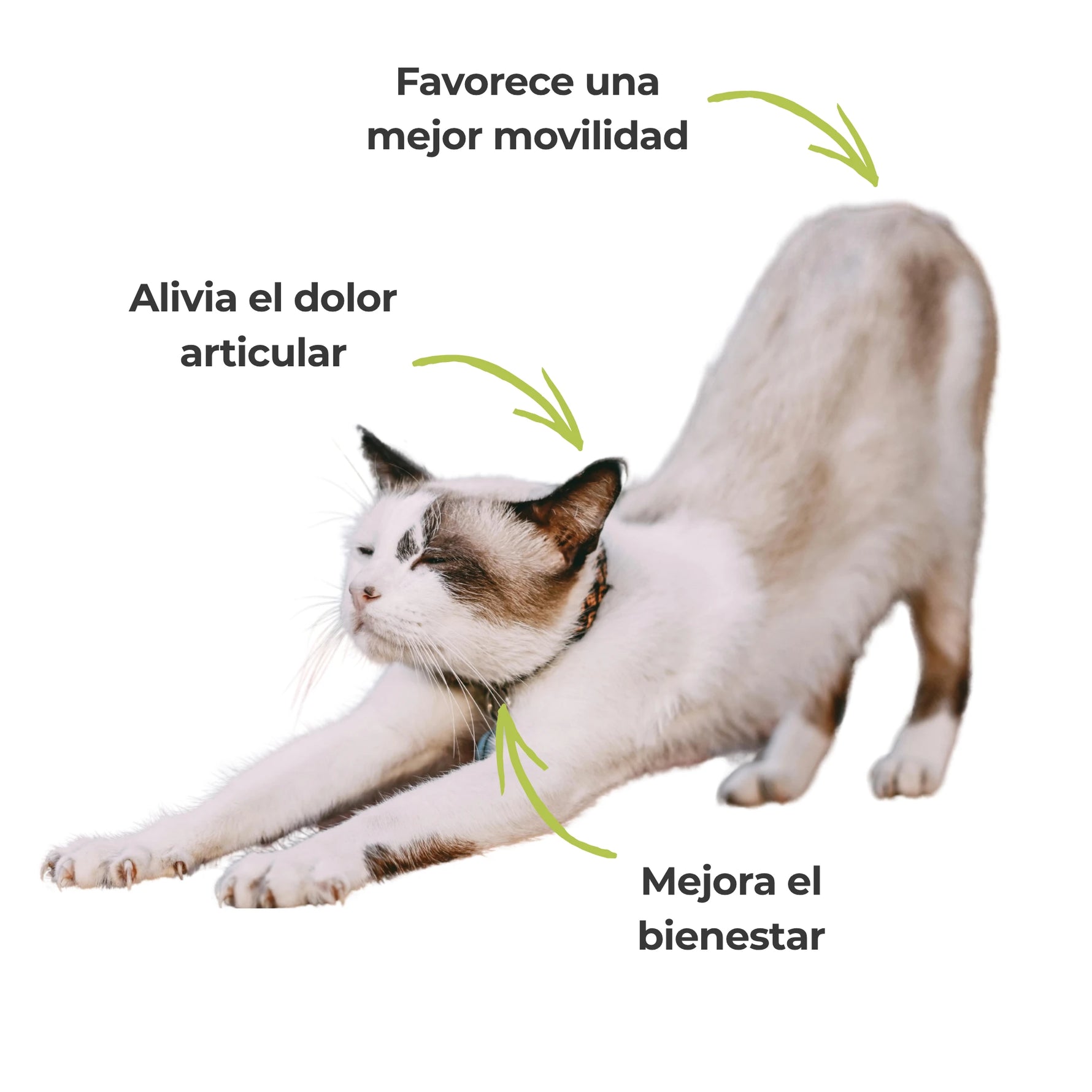 Efectos visibles del suplemento Harpagofito: alivia el dolor articular, mejora la movilidad y favorece el bienestar diario del gato de forma natural. | ANTON Loyal Companions