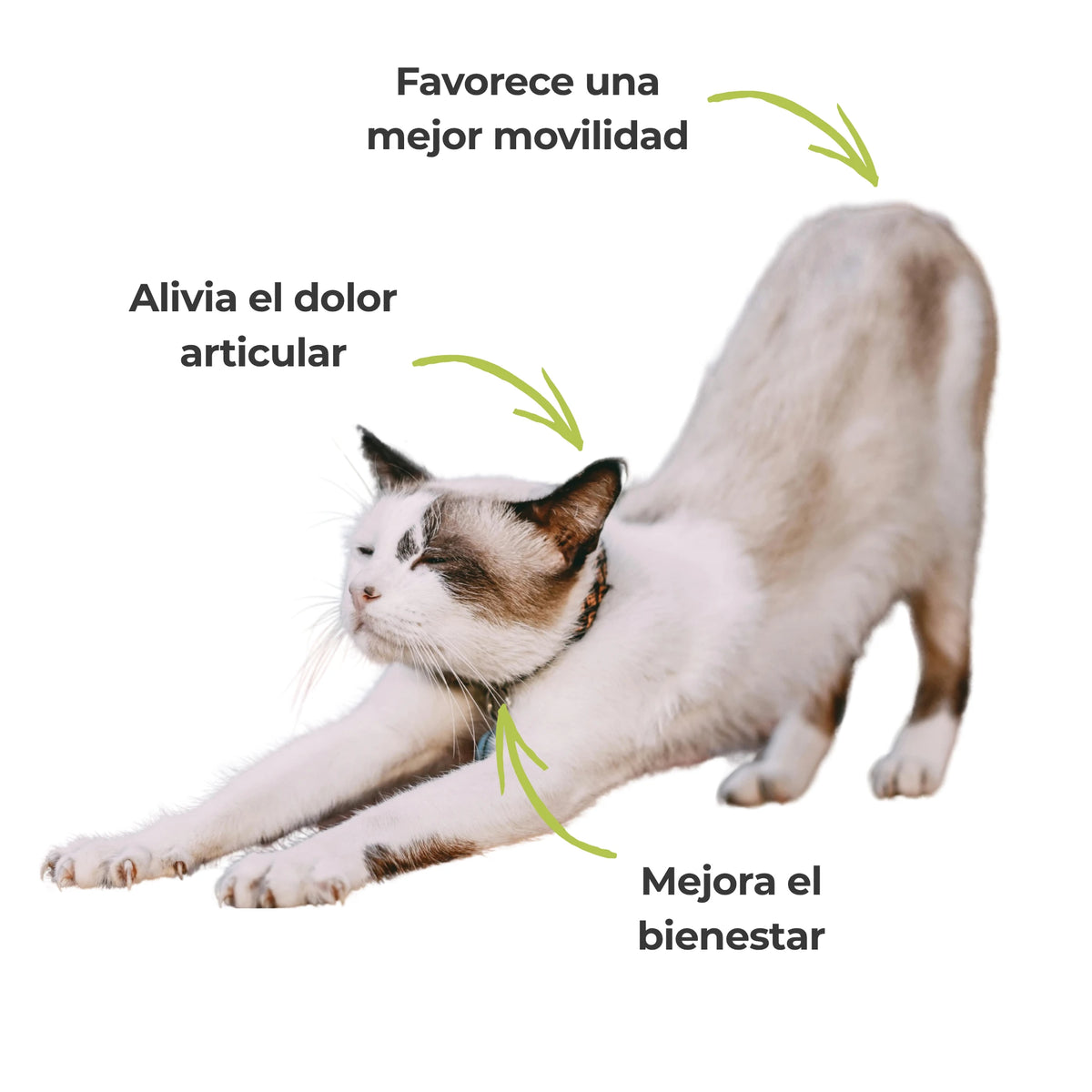 Efectos visibles del suplemento Harpagofito: alivia el dolor articular, mejora la movilidad y favorece el bienestar diario del gato de forma natural.
