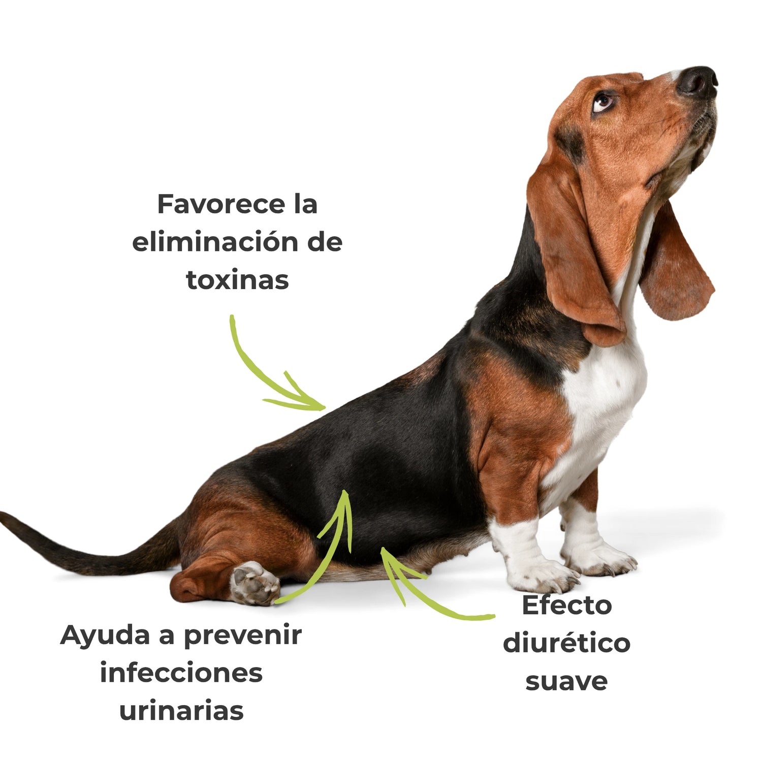 Efectos visibles del suplemento ANTON  Loyal Companions Confort Urinario en perros – Acción diurética suave, prevención de infecciones urinarias y bienestar renal.
