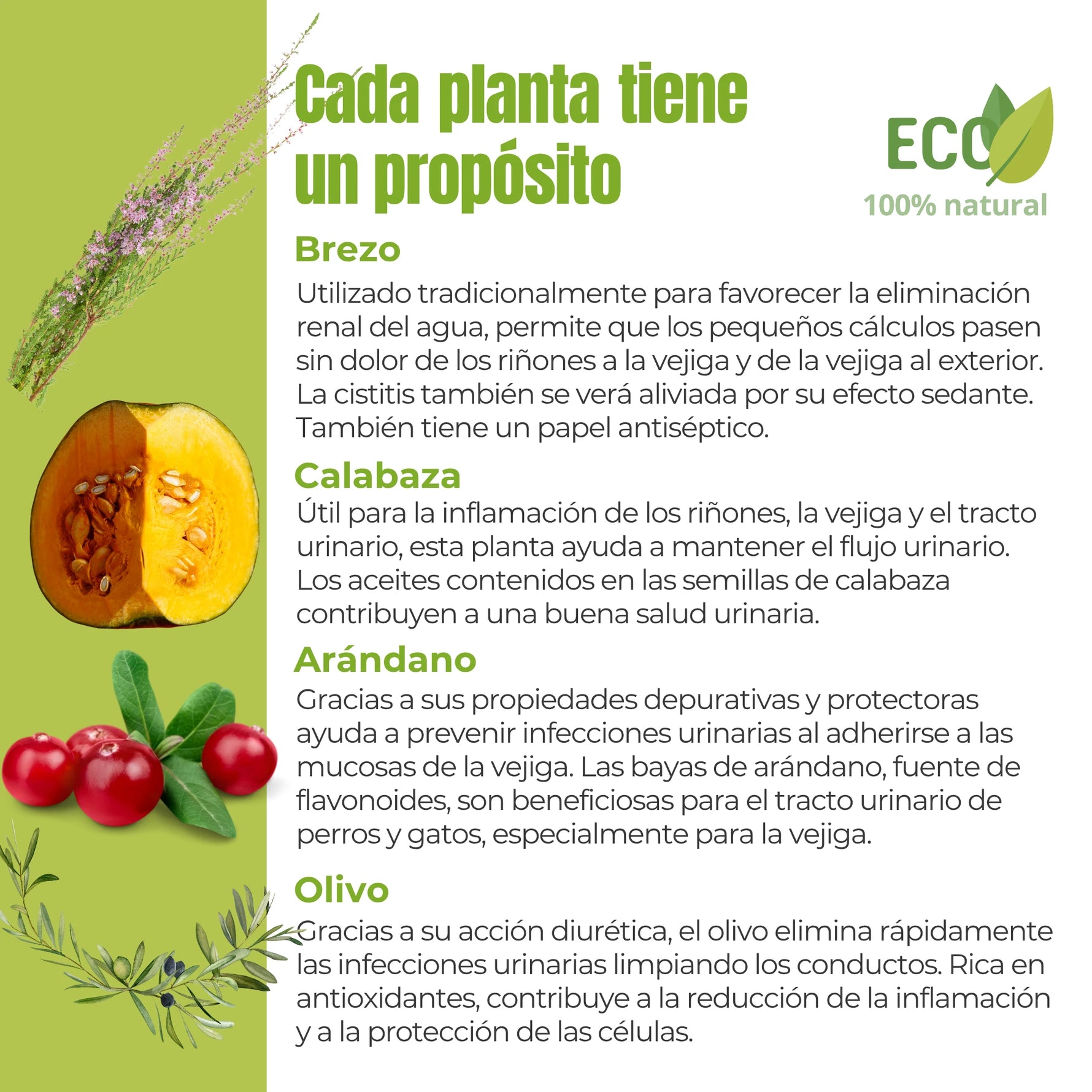 Ingredientes activos del suplemento ANTON Loyal Companions Confort Urinario – Brezo, calabaza, arándano y olivo.