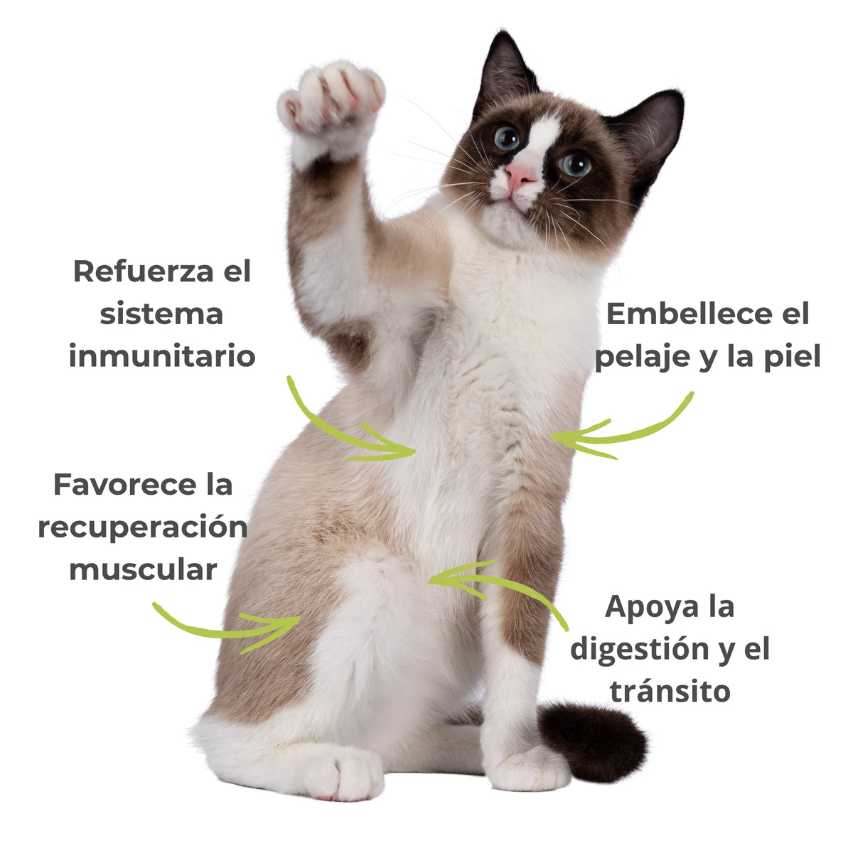 Efectos visibles del suplemento natural Espirulina ECO – Inmunidad, pelaje sano, digestión y energía en perros y gatos.