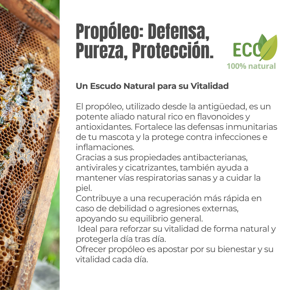 Descripción del propóleo ecológico ANTON Loyal Companions – defensa natural con propiedades antibacterianas, antivirales y cicatrizantes para perros y gatos.