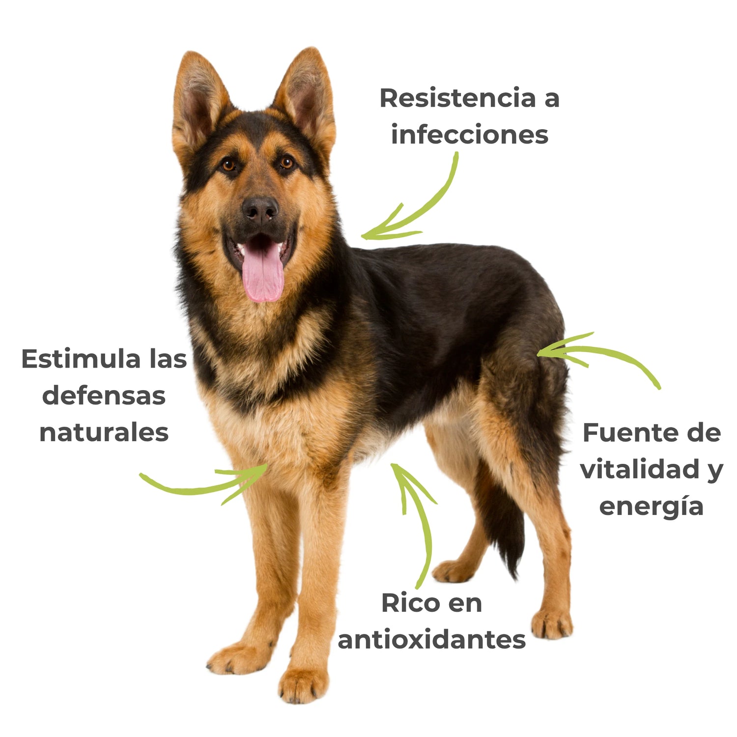 Perro mostrando vitalidad y resistencia gracias al suplemento natural ANTON Loyal Companions Jalea Real ECO – antioxidantes y defensas naturales.