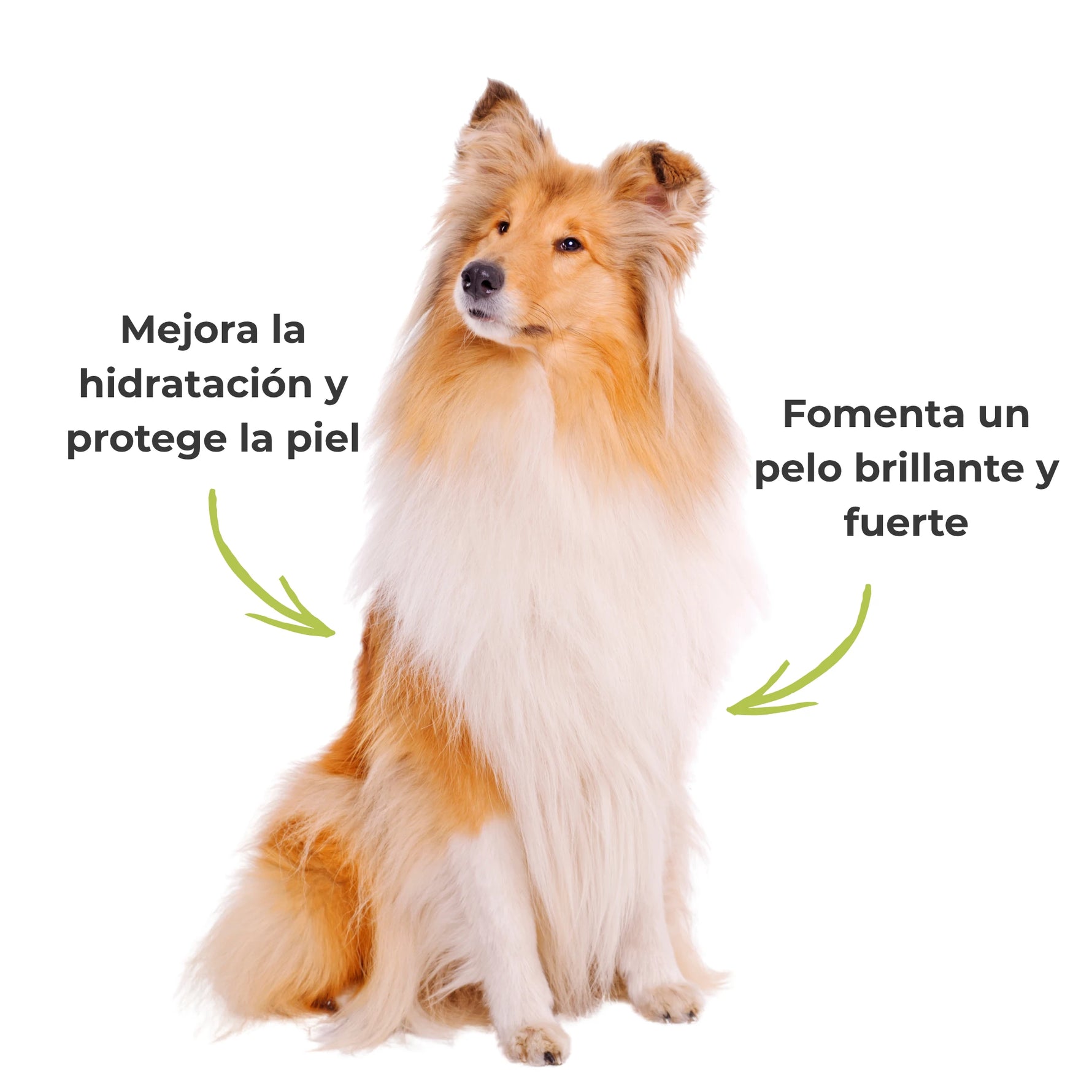 Resultados visibles del suplemento natural ecológico ANTON Loyal Companions Brillo del Pelaje : fomenta un pelo brillante y fuerte y mejora la hidratación y protección natural de la piel del perro.
