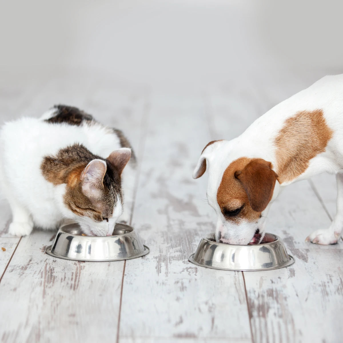 Perro y gato con alimentación equilibrada representando el uso de suplementos naturales para el bienestar de perros y gatos