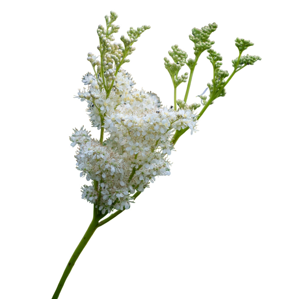 Flor de ulmaria utilizada para el apoyo natural de la movilidad y el confort articular en perros y gatos