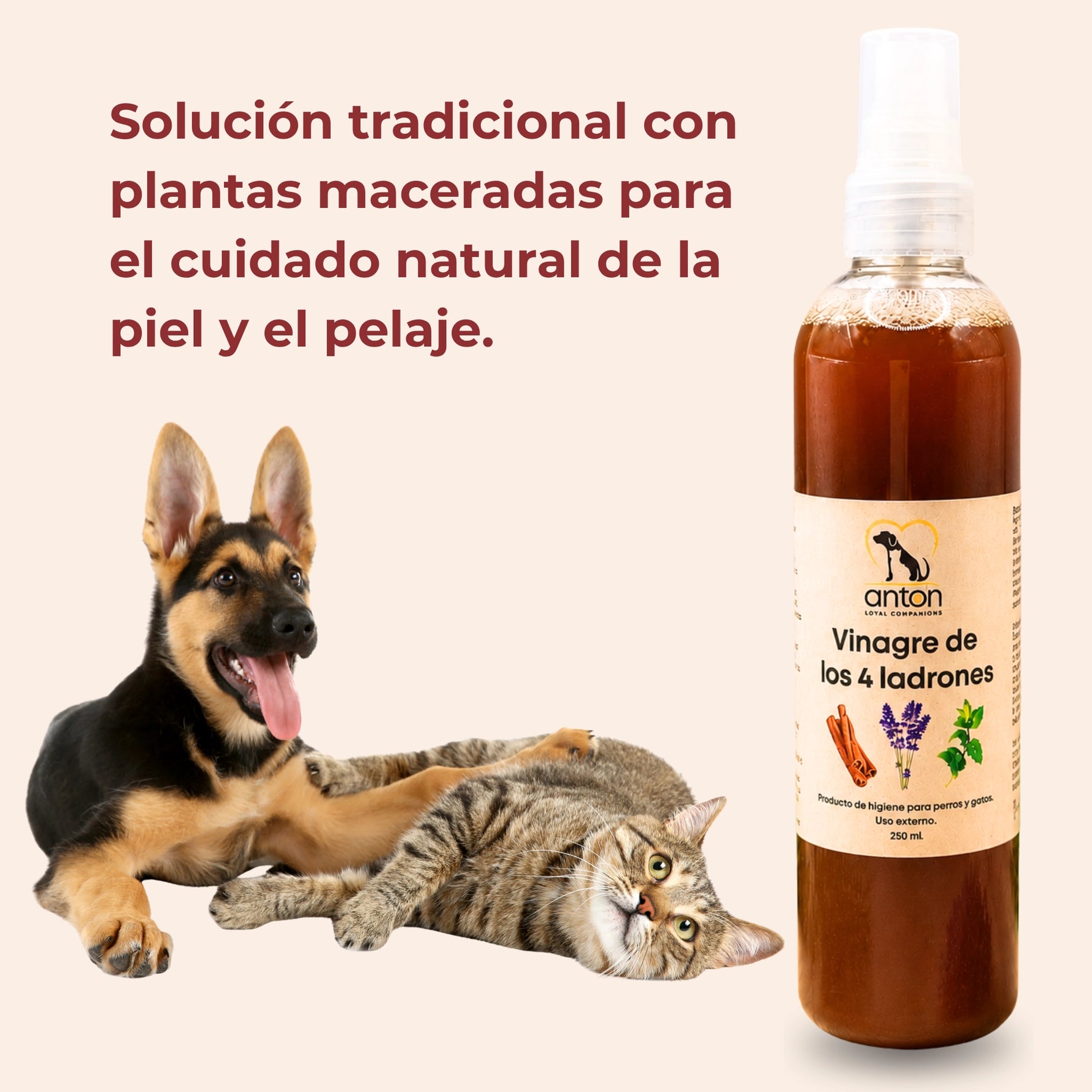 Vinagre de los 4 ladrones ANTON LC para el cuidado natural de la piel y el pelaje de perros y gatos