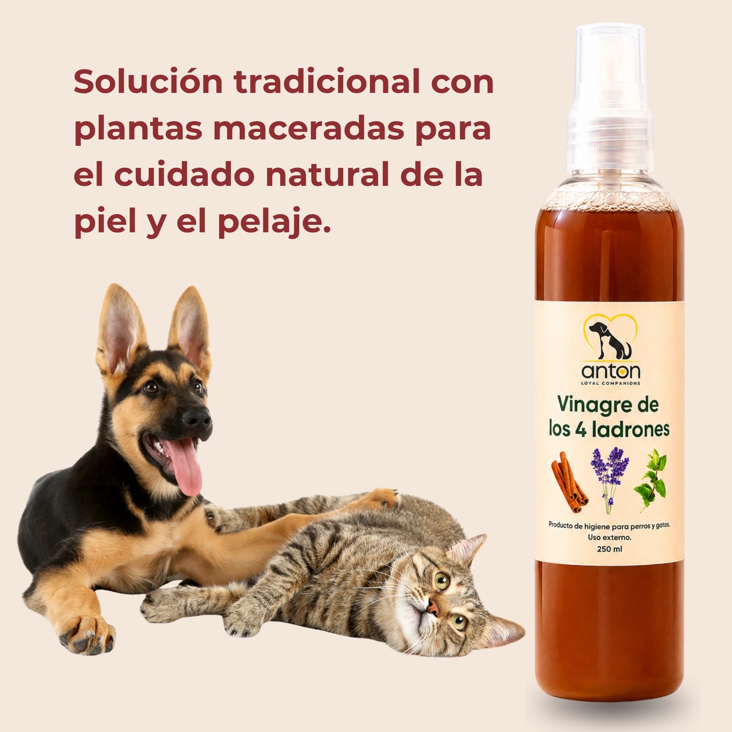 Vinagre de los 4 ladrones ANTON Loyal Companions para perros y gatos, solución tradicional con plantas maceradas para el cuidado natural de la piel y el pelaje.