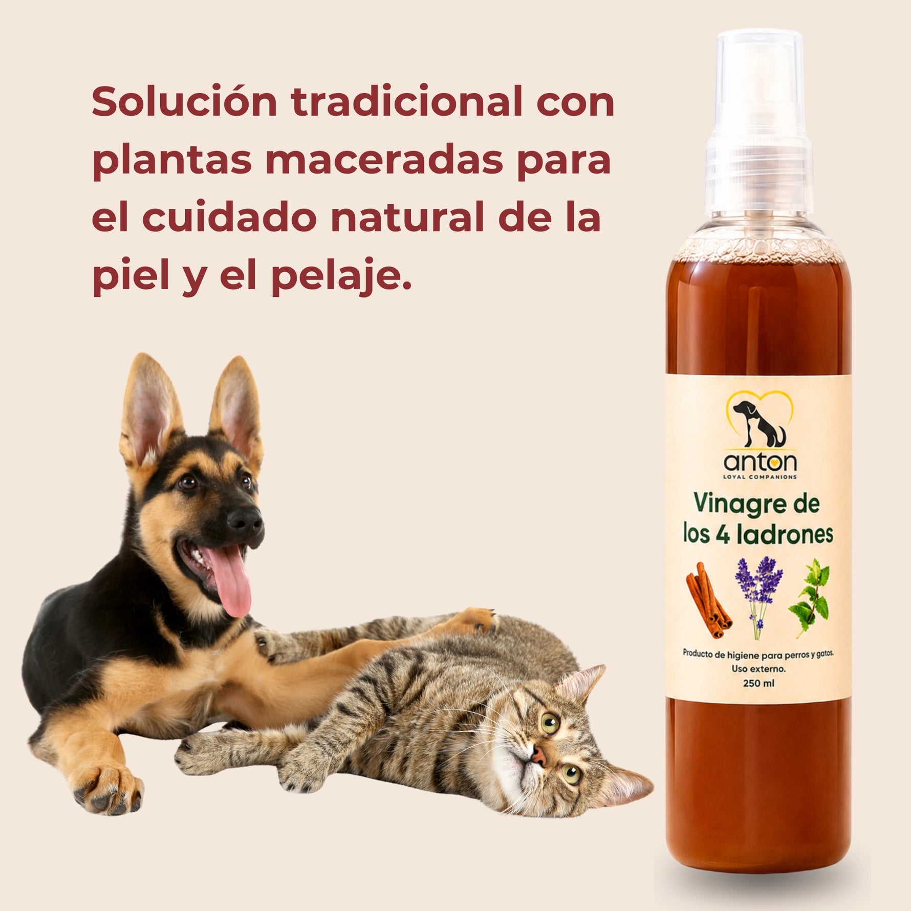 Vinagre de los 4 ladrones ANTON Loyal Companions para perros y gatos, solución tradicional con plantas maceradas para el cuidado natural de la piel y el pelaje.