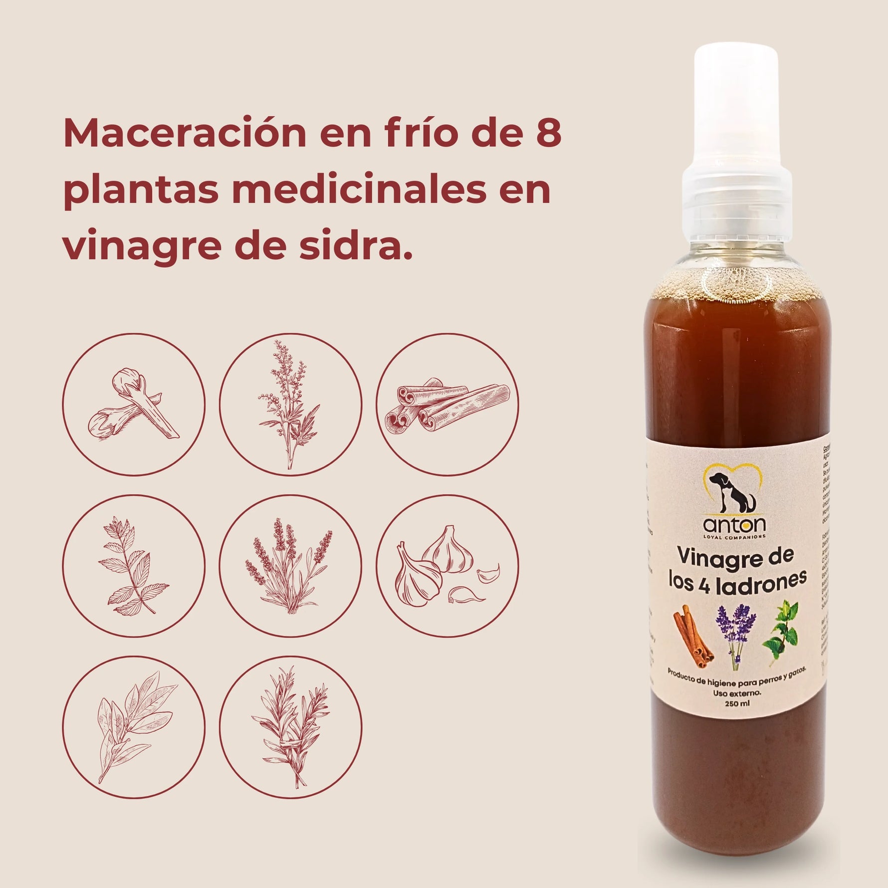Vinagre de los 4 ladrones ANTON elaborado con maceración en frío de ocho plantas medicinales en vinagre de sidra