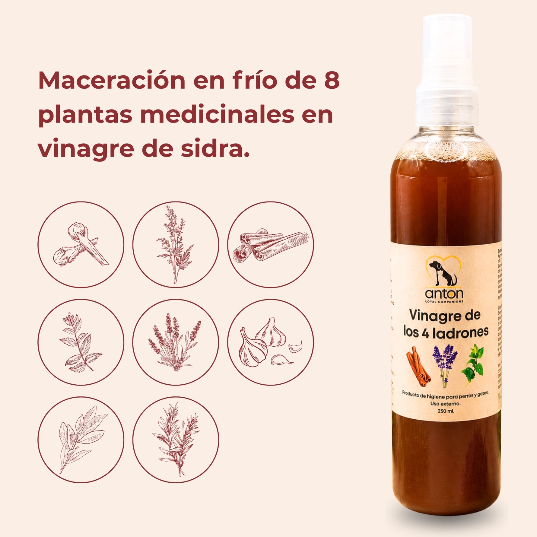 Vinagre de los 4 ladrones ANTON LC con plantas medicinales maceradas en vinagre de sidra para perros y gatos
